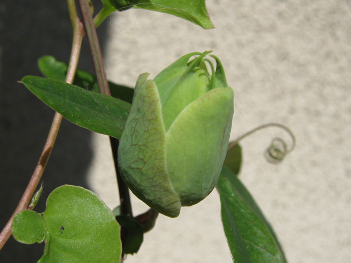 Picture My plants 4040 - Passiflora Caerullea