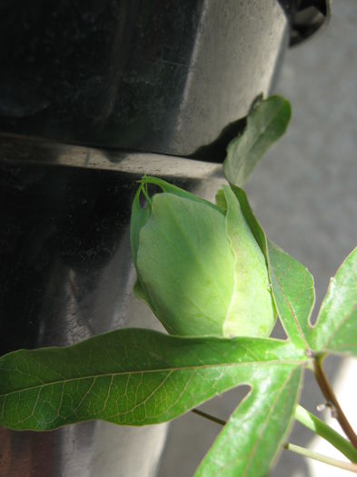 Picture My plants 4041