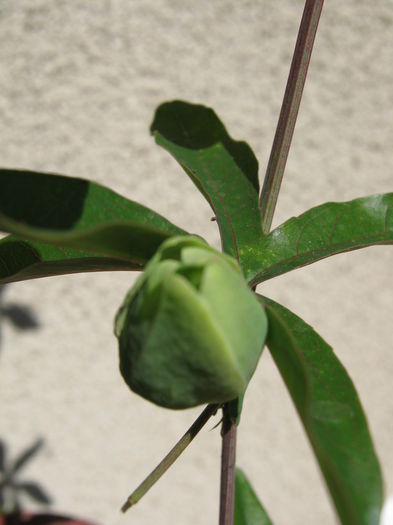 Picture My plants 4042