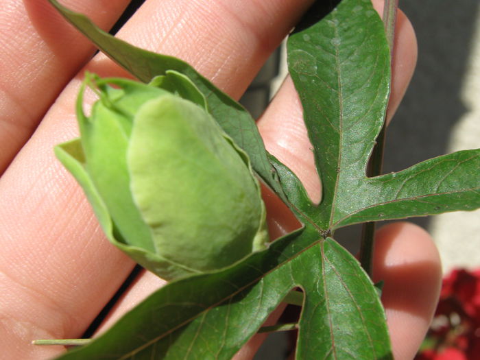 Picture My plants 4044