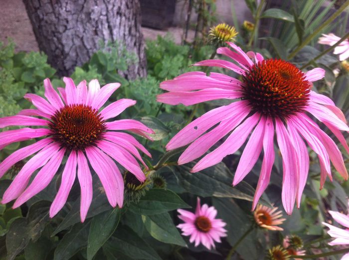 Echinacea - vara in gradina si in jardiniere
