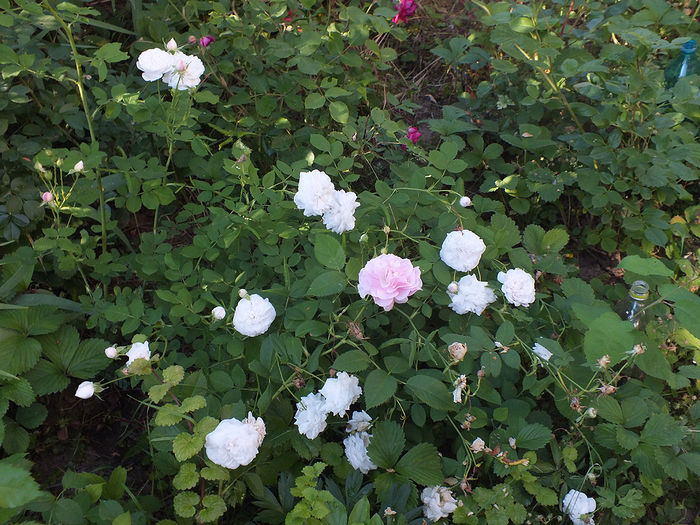 07.06.2015a; Florile albe - Mme. Plantier, cea roza din mijloc-Kir Royal
