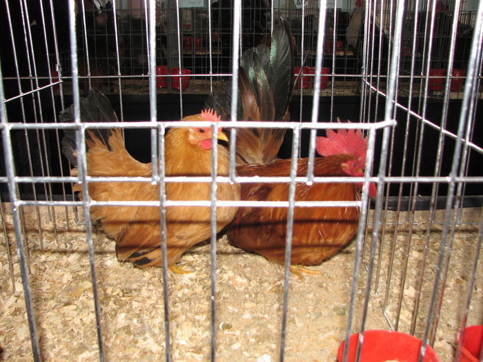 Expozitia Nationala Breaza 2010 173