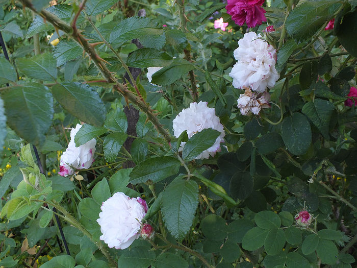 07.06.2015a; tulpina din mijloc, tepoasa, apartine trandafirului FJ Grootendorst
