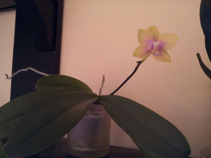 mini orhidee 30 lei - vanzari