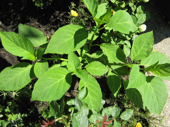 Picture My plants 4047 - BRUGMANSIA