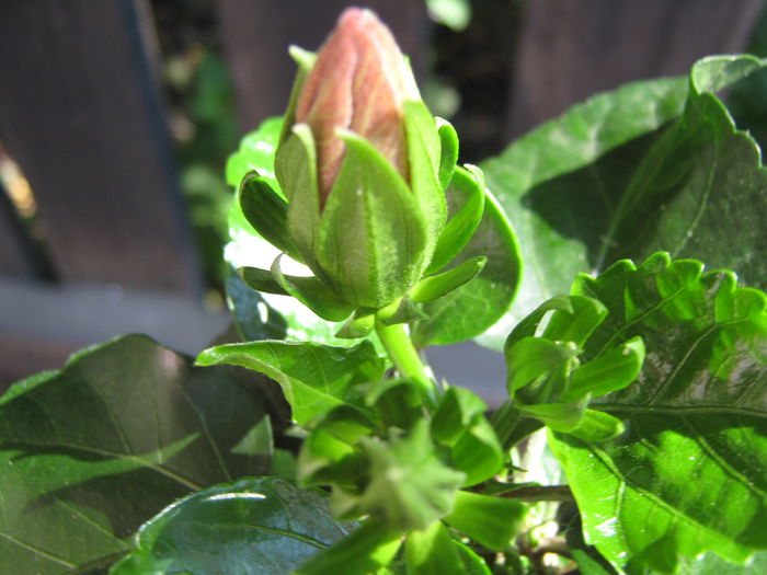 Picture My plants 4079