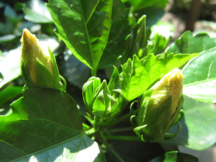 Picture My plants 4080