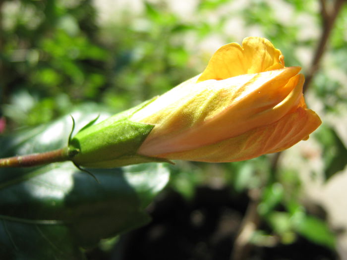 Picture My plants 4081