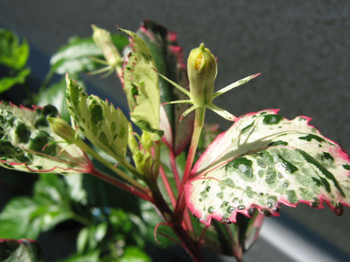 Picture My plants 4084