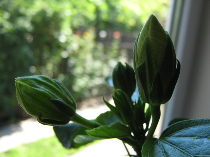 Picture My plants 4091