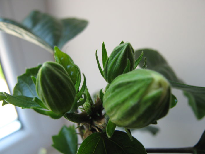 Picture My plants 4092