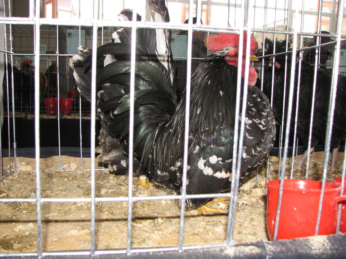 Expozitia Nationala Breaza 2010 174