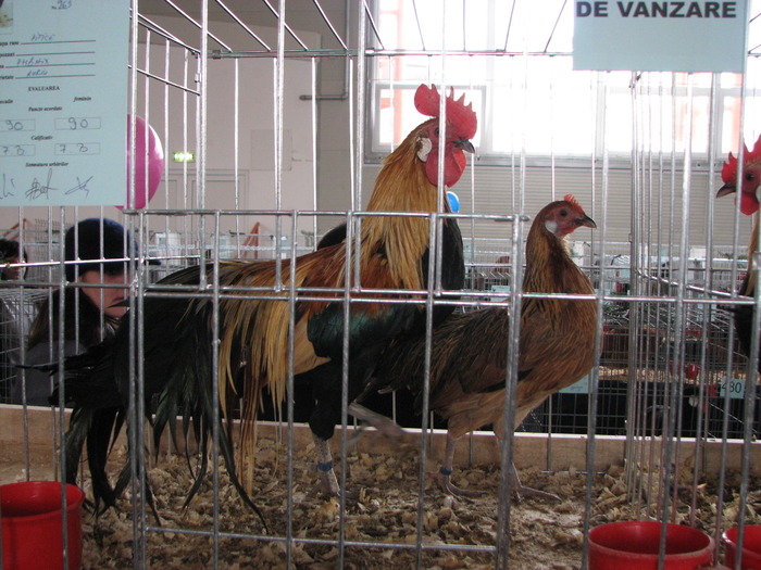 Expozitia Nationala Breaza 2010 176