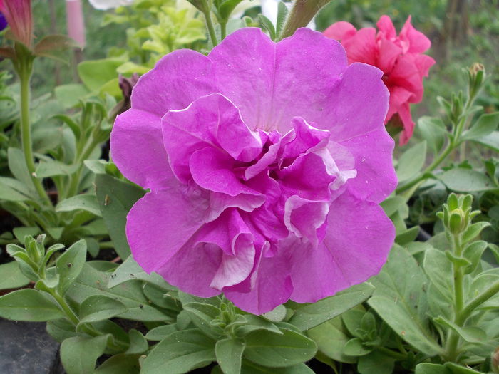 Petunia Duo 001