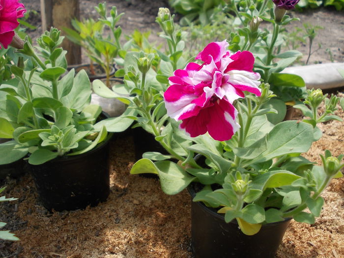 Petunia Duo 004