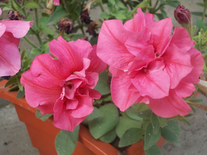 Petunia Duo 012