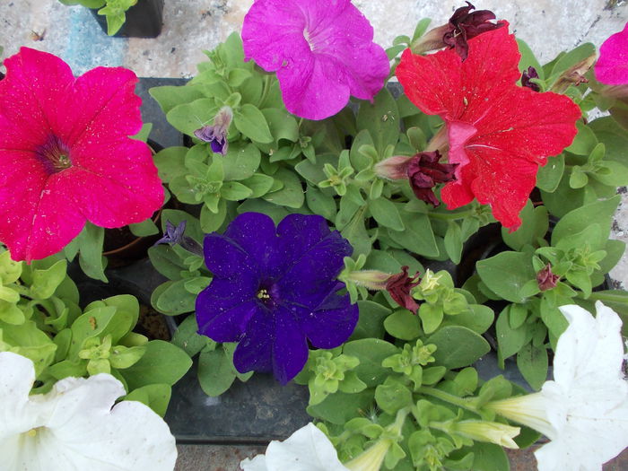 Petunia Grandiflora 001