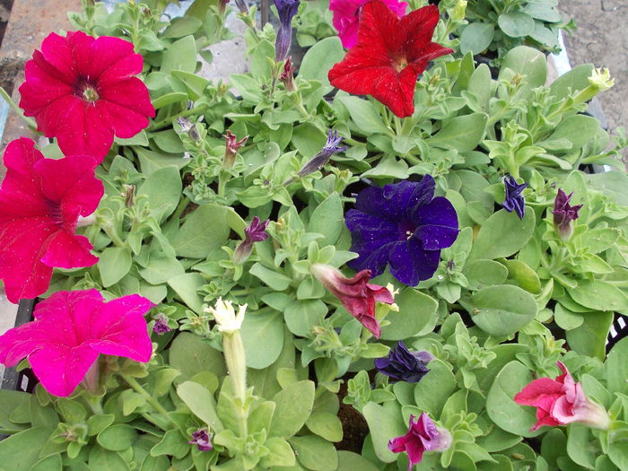 Petunia Grandiflora 002