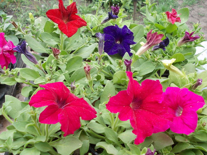 Petunia Grandiflora 003
