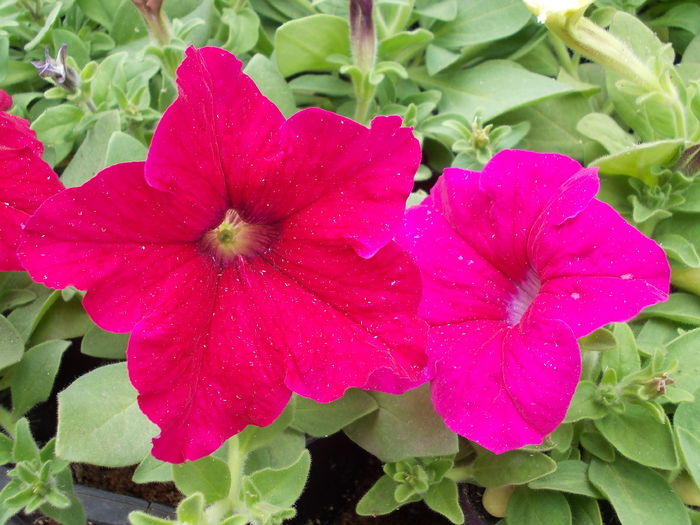 Petunia Grandiflora 004