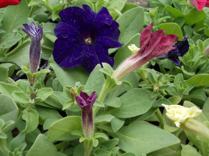 Petunia Grandiflora 005