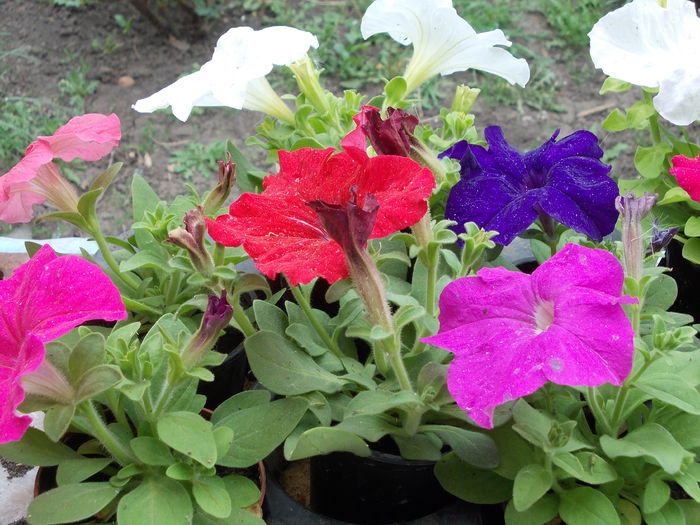 Petunia Grandiflora 006