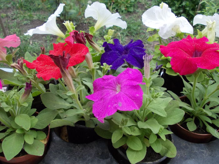 Petunia Grandiflora 007