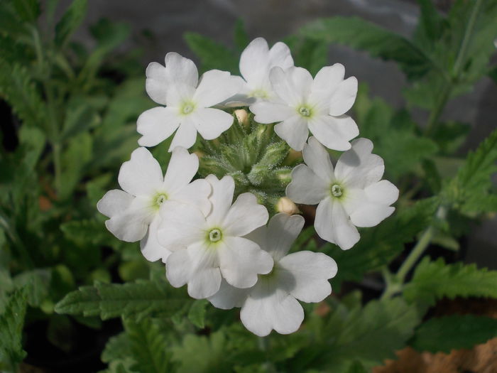 Verbena 001