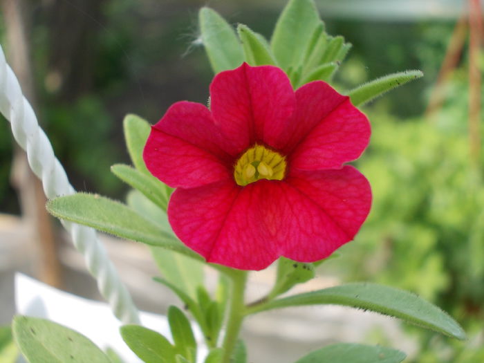 001 - C - Calibrachoa