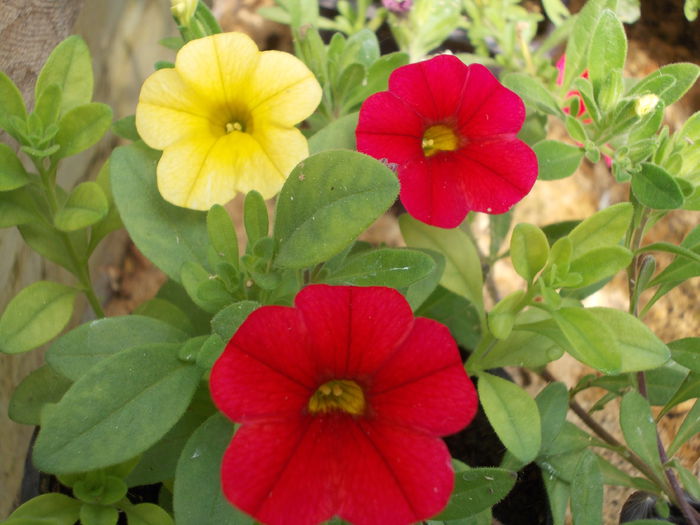 003 - C - Calibrachoa