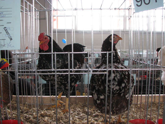 Expozitia Nationala Breaza 2010 177