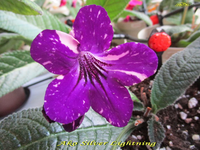 Ako Silver Lightning (9-07-2015) - Streptocarpusi 2015