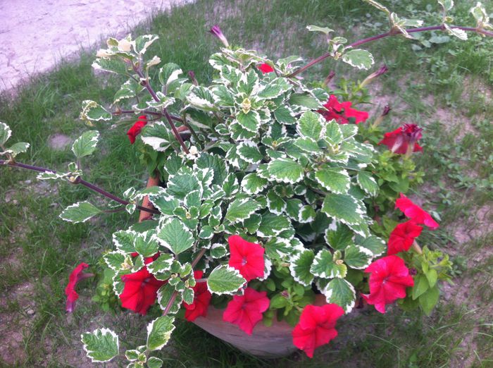image - vara in gradina si in jardiniere