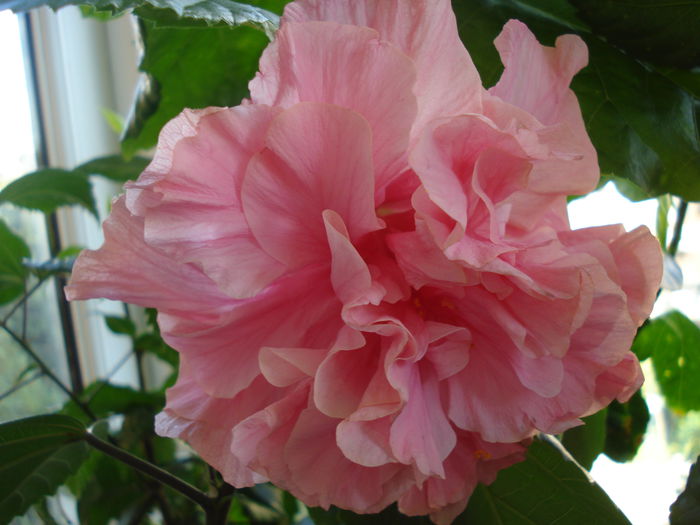 DSC02441 - FLORI 2015