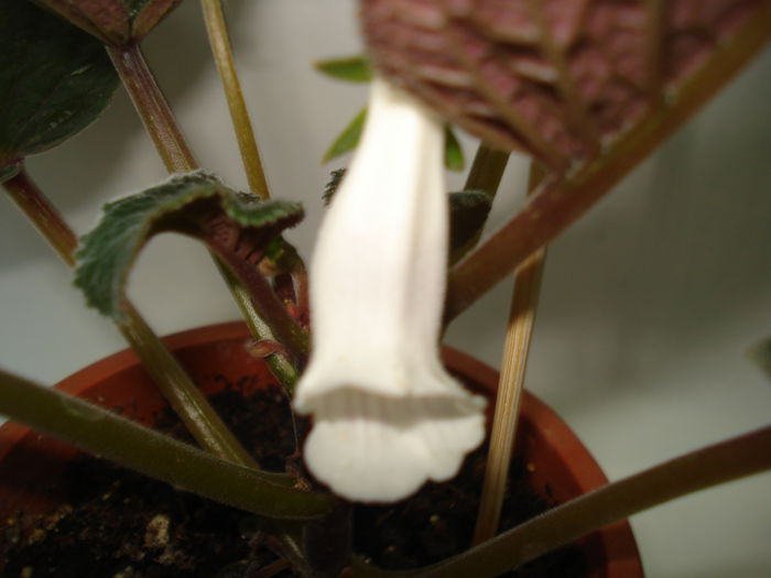 DSC02513 - FLORI 2015