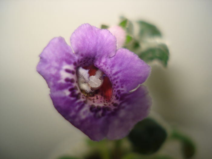 DSC02488 - FLORI 2015