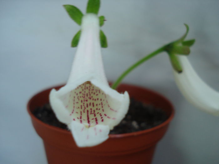 DSC02501 - FLORI 2015