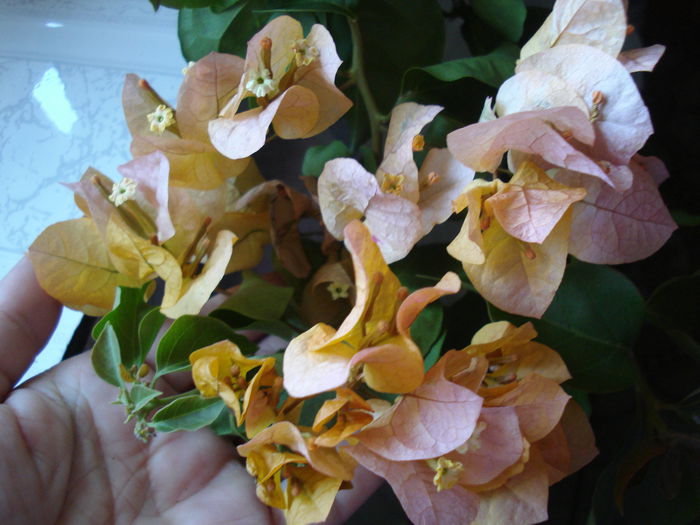 DSC02415 - BOUGAINVILLEA