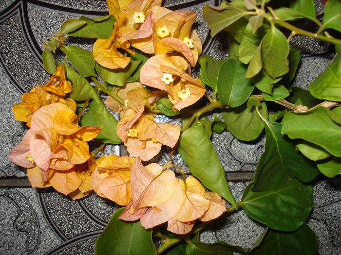 DSC02417 - BOUGAINVILLEA