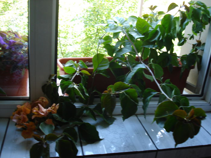 DSC02418 - BOUGAINVILLEA