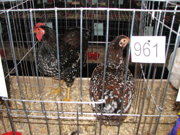 Expozitia Nationala Breaza 2010 178