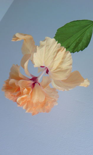 2015-07-09 15.51.12