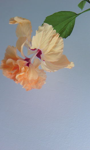 2015-07-09 15.51.39