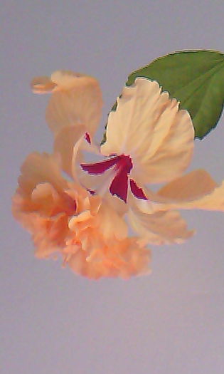 2015-07-09 15.52.02