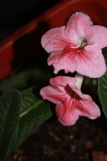 IMG_5376 - 2015 vara fierbinte