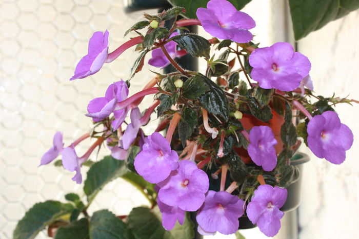 IMG_5381 - 2015 vara fierbinte