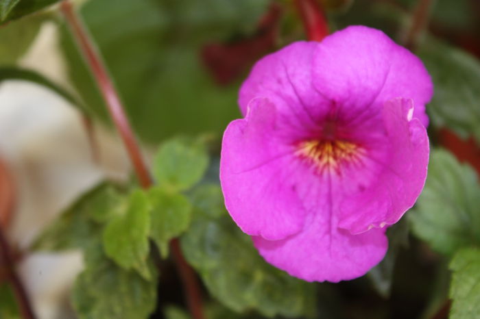 IMG_5386 - 2015 vara fierbinte