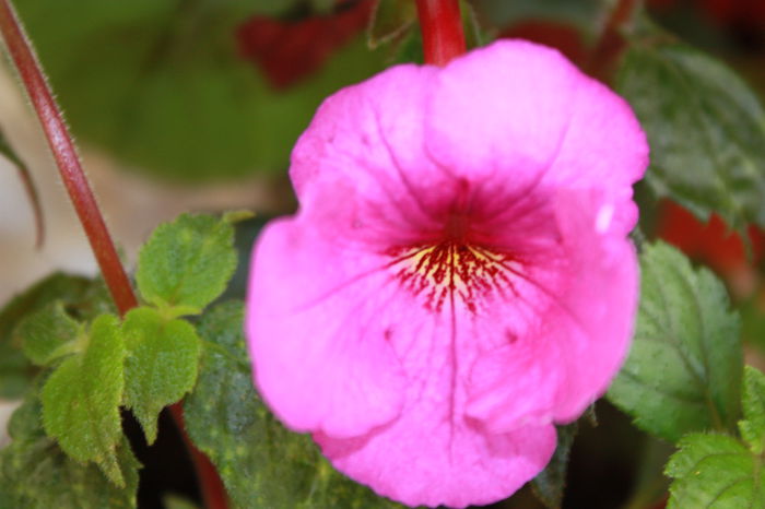 IMG_5387 - 2015 vara fierbinte