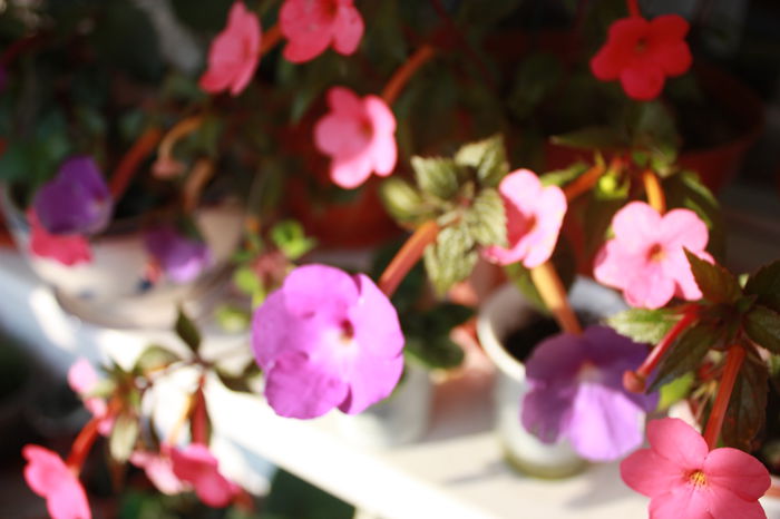 IMG_5389 - 2015 vara fierbinte